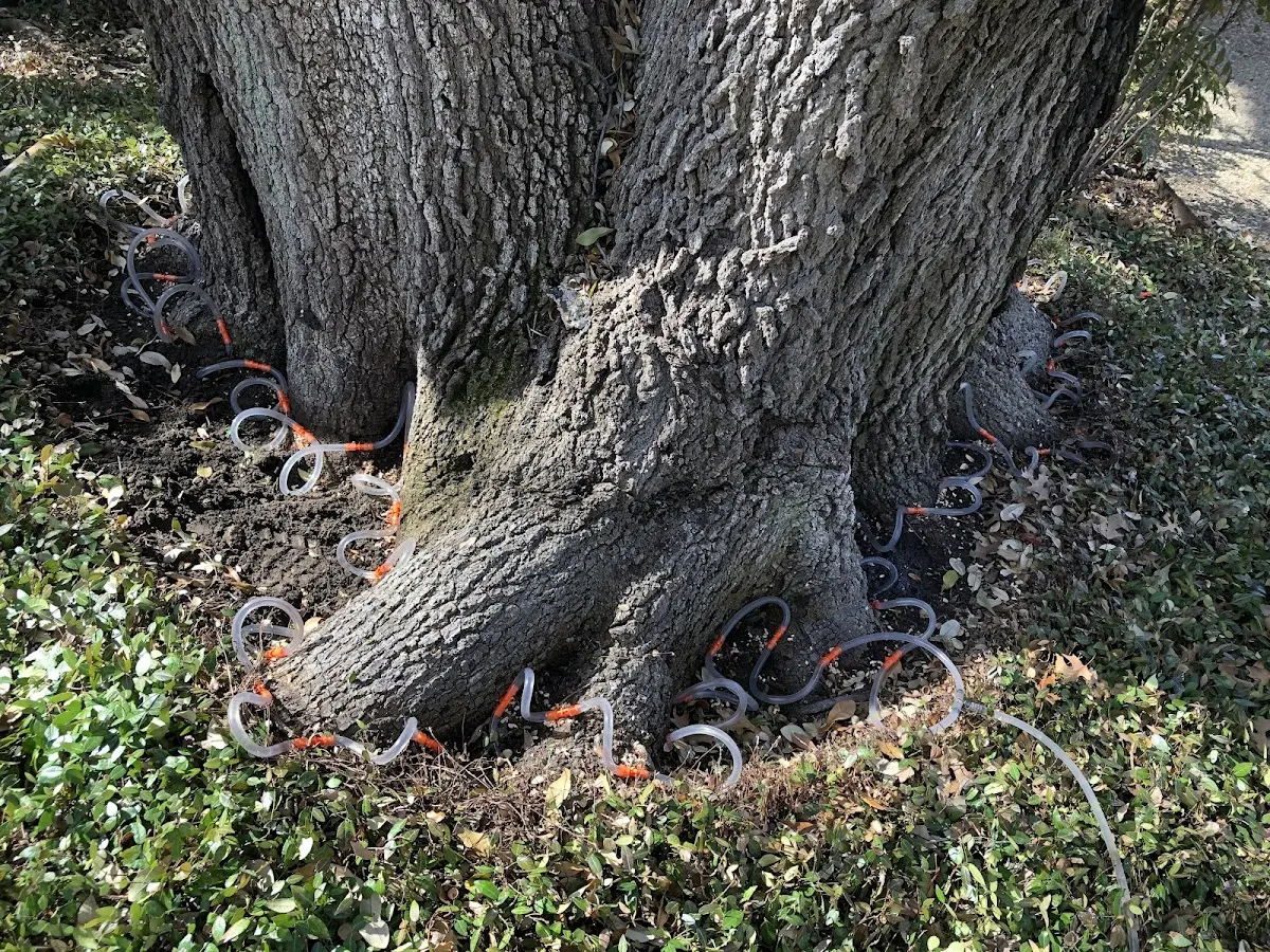 Detailed Tree Cabling and Bracing job site in Winfall
