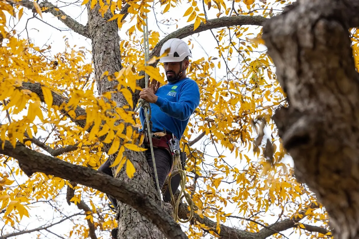 Skilled Tree Disease Treatment crew working in Winfall